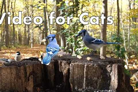 10 hour - Autumn Forest Birds for Cats to Watch - October 24, 2022