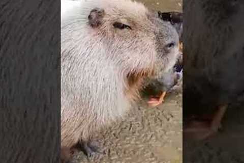 Adorable Duck Gives Massage to Chill Capybara! #Ducks #Capybaras #Shorts