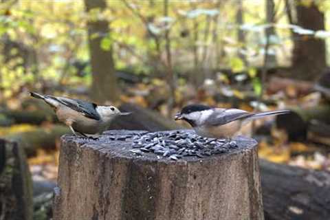 Birds and Squirrels of the Forest - 10 Hour Video for Pets - Oct 26, 2022