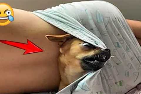 Funny Dogs And Situations That Make You Laugh - Funny Pets Collection| Pets House