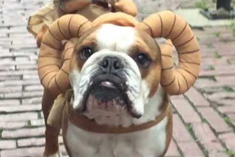 These Halloween Pet Costumes Are Simply The Best!