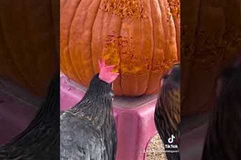 Hilarious Chickens Use Beaks to Carve a Pumpkin! #Halloween #Shorts