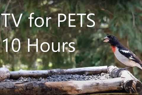 Grosbeaks, Doves, Finches and Backyard Animals - 10 Hours - Oct 27, 2022