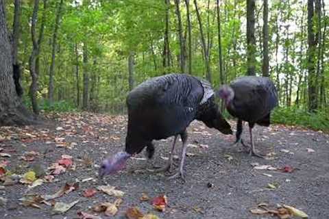 Turkeys and Friends out in the Forest - 10 Hours - Oct 28, 2022