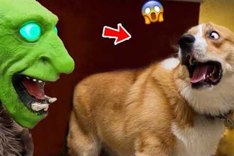 Funny Pets Get Pranked With Scary And Fun Halloween Costumes!| Pets House