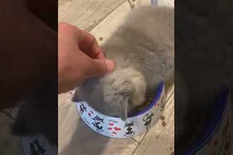 Adorable Kitten Falls Asleep Right In Food Bowl! #Cats #Shorts #Kittens