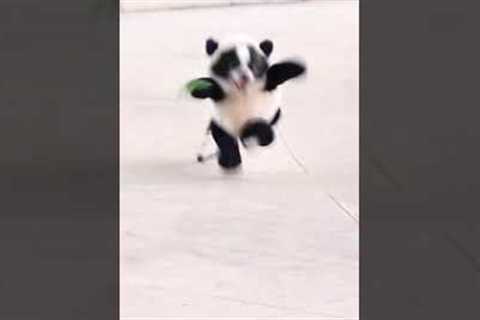 Cute Dog LOVES His Panda Costume! #Halloween #Dogs #Shorts