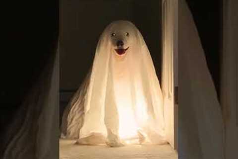 Adorable Puppies Dressed Like Ghosts Haunt House! #Halloween #Dogs #Shorts