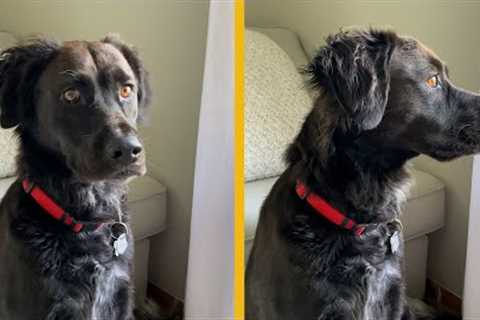 This dog took a DNA test! is it a lab collie mix?