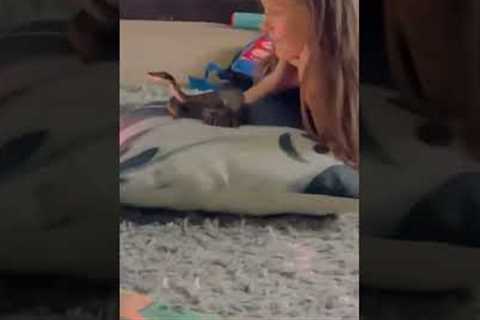 Hilarious Girl Watches TV with Her Pet Snake! #Snakes #Shorts