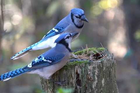 Forest Animals at the Feeding Stump - 10 Hour Video for Pets - Nov 3, 2022