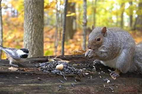 10 Hour Video for Pets and People - Forest Friends - Nov 4, 2022