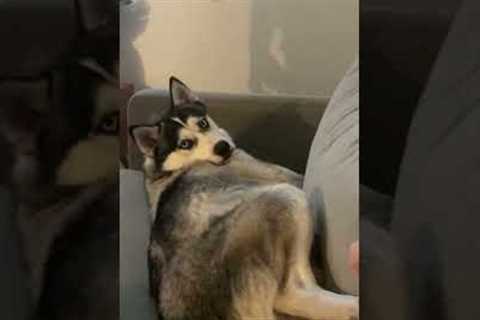 Hilarious Husky Rolls Eyes with Attitude at Owner! #Shorts #Dogs