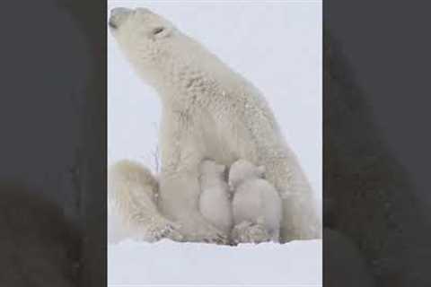 Adorable Polar Bear Cubs Snuggle with Mom! #PolarBears #Bears #Shorts