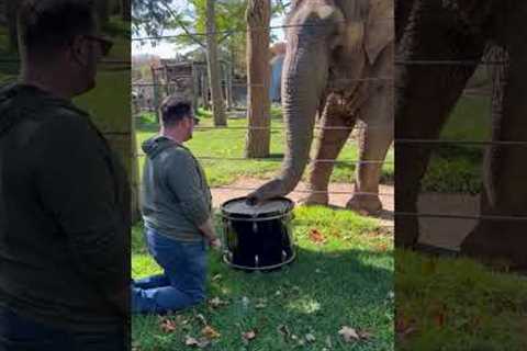 Adorable Elephant Learns to Play the Drums!  #Elephants #Shorts