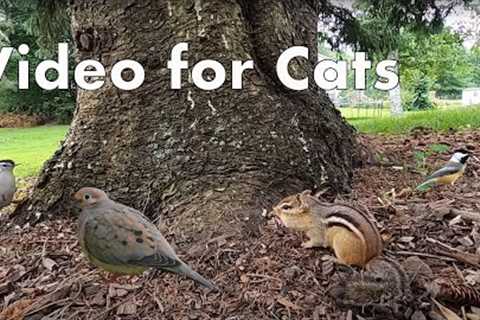 10 Hours of Backyard Animals - Videos for Pets and People - Nov 7, 2022