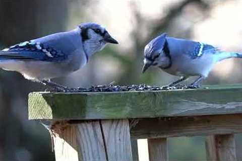 Birds on the Boardwalk - 10 Hour Video for Pets - Nov 8, 2022