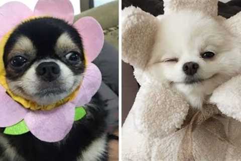 ♥Cute Puppies Doing Funny And Cute Things 😍😍 | Cute Puppies| Cute Puppies