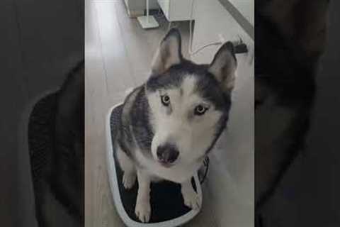 Hilarious Husky LOVES His Massage Board! #Dogs #Shorts #Huskies