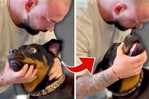 Chiropractor Cracks Dog's Neck - Funny Dog Videos| Pets House