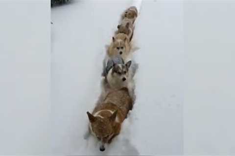 Corgi Conga Line | FUNNIEST Pets of the Week