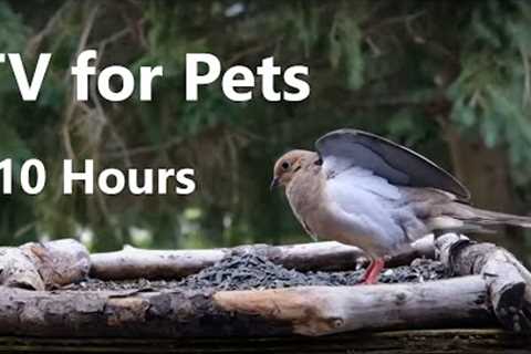 Doves, Finches, Squirrels and Backyard Animals - 10 Hours - Nov 11, 2022