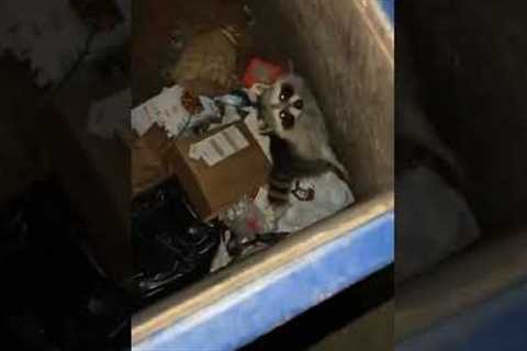 Funny Raccoon Has Dance Party In Dumpster! #Raccoons #Shorts