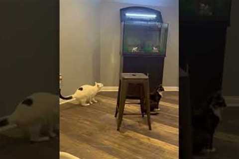 Hilarious Cat Dives Into Fish Tank! #Cats #Shorts