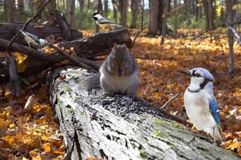 Autumn Animals in the Forest - 10 Hours - Nov 14, 2022