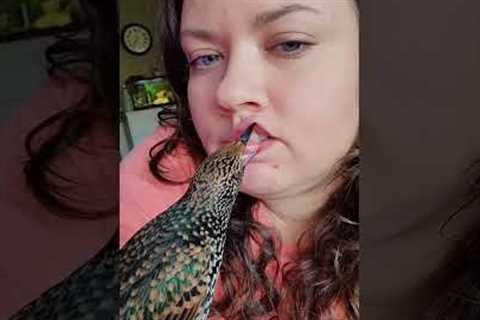 Adorable Starling Bird Gives Kisses to Owner!  #Shorts #Birds