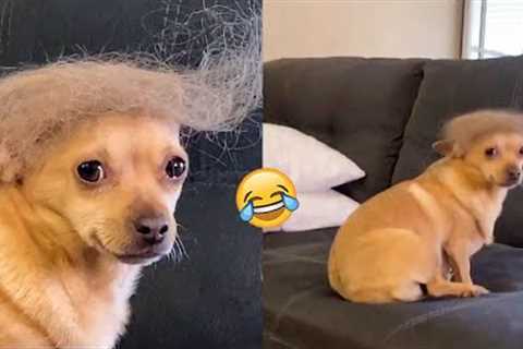 Dog vs. Cat Reaction Videos That Will Make You Laugh Out Loud | Pets House