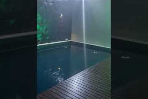 Clumsy Cat Accidentally Falls Into Pool #Shorts #Funny