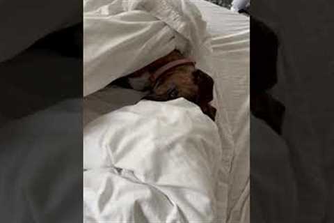 Hilarious Dog LOVES to Sleep-In! #Shorts #Dogs