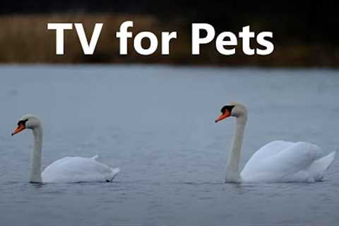 10 Hours of Water Birds - Videos for Pets - Nov 19, 2022