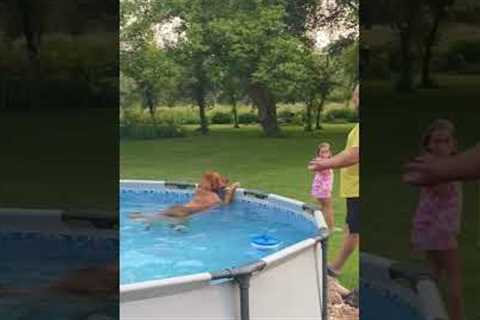 Cute Dog Refuses to Get Out of Pool! #Shorts #Dogs