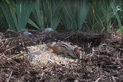 Sunday Morning Brunch for Chipmunks - 10 Hours - Nov 20, 2022