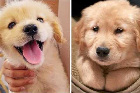 The Adorable Golden Dogs Are Doing Funny And Cute Things 🥰🐶🐶 | Cute Puppies