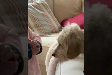 Little Girl Gives Dog Heartfelt Goodbye! #Shorts #Dogs