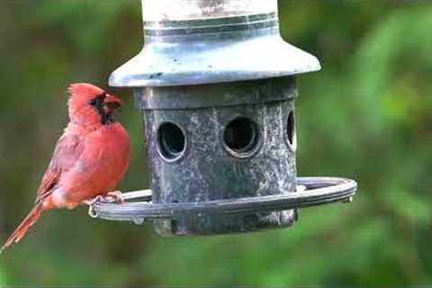 Cardinals, Finches, and Backyard Birds - 10 Hours - Nov 22, 2022