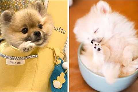 🐶 You'll Laugh When You Watch These Adorable Puppies 🐶| Cute Puppies