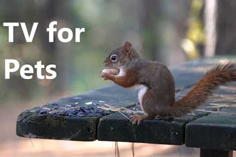 Videos for Pets - 10 Hours of Birds and Squirrels in the Forest - Nov 23, 2022