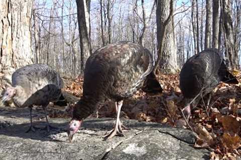 Thanksgiving Day Turkeys - 10 Hours - Nov 24, 2022