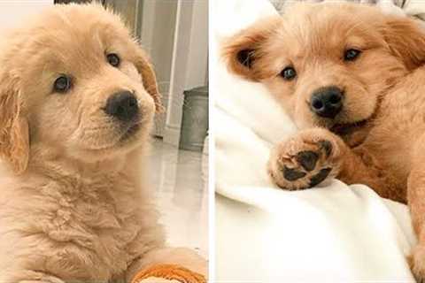 These Golden Puppies are So Cute!🥰😋 Let's see What this Puppies is Doing 😍| Cute Puppies