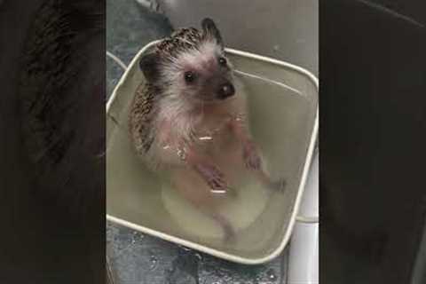 Adorable Hedgehog Takes a Bath! #Shorts #Hedgehog