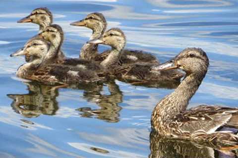 Ducks, Seagulls and Water Birds - 10 Hour Video for Pets - Nov 27, 2022