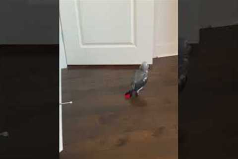 Hilarious Parrot Throws Bottles Down Stairs! #Birds #Stairs