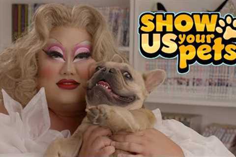 Kim Chi and Her French Fabulous Frenchie | Show Us Your Pets