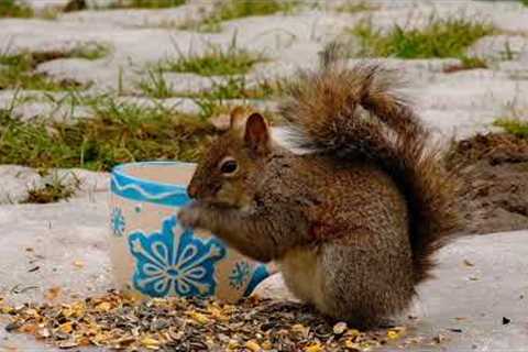 Backyard Buffet for Squirrels - 10 Hours - Nov 29, 2022