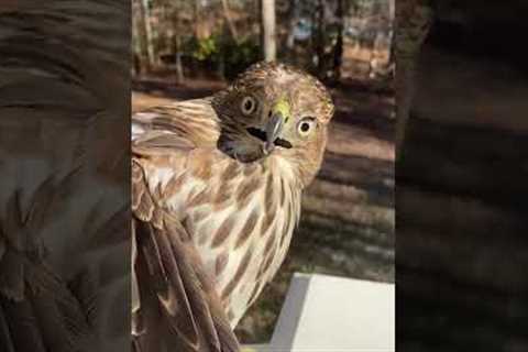 Hawk Makes HILARIOUS Face After Being Rescued! #Birds #Shorts #Pets