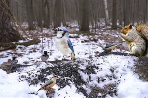 Birds and Squirrels Playing in the Snow - 10 Hours - Nov 30, 2022